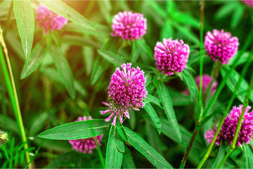 Si vous cherchez une alternative à l’hormonothérapie substitutive ou si vous souhaitez simplement gérer vos symptômes de manière naturelle, les phytoestrogènes pourraient devenir vos nouveaux meilleurs amis !