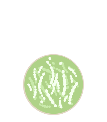 Bifidobacterium breve