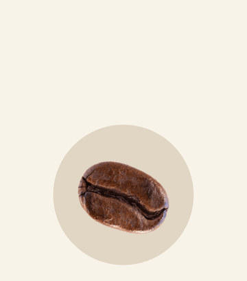 Close-up of a roasted coffee bean, highlighting its rich color and texture, perfect for Oh La La ingredients.