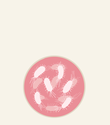 Lactobacillus acidophilus