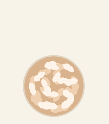 Lactobacillus bulgaricus