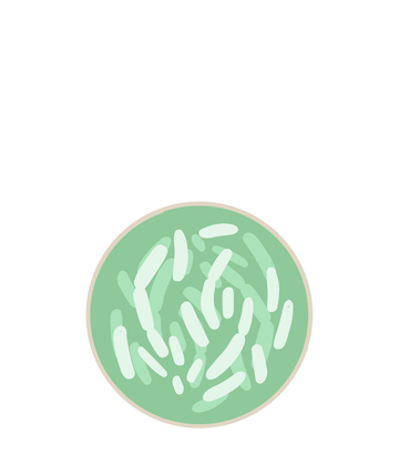 Lactobacillus rhamnosus
