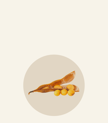 Harmonie Daily soy menopause image showcasing soybeans in a pod on a neutral background for natural wellness.