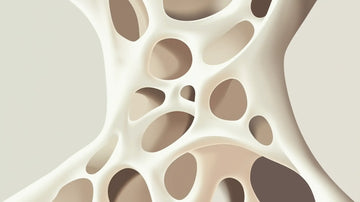 Structure osseuse vue en coupe illustrant les effets de la progestérone sur l’ostéoporose post-ménopause.
