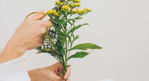 Herbes naturelles pour la ménopause, ambiance apaisante.