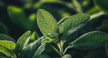 Fleurs et plantes pour le traitement naturel de la ménopause.