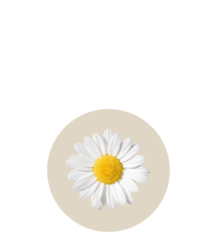 La camomille est un calmant naturel qui aide à mieux dormir.