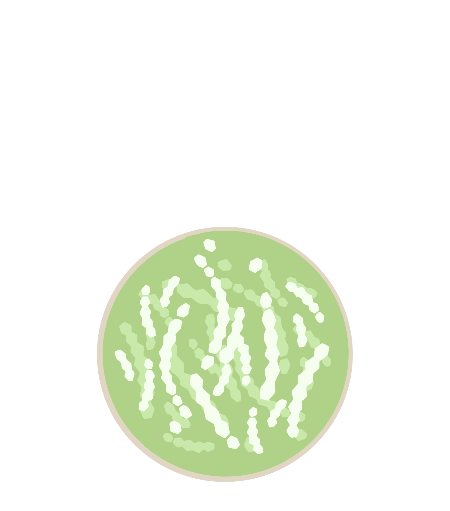 Bifidobacterium breve