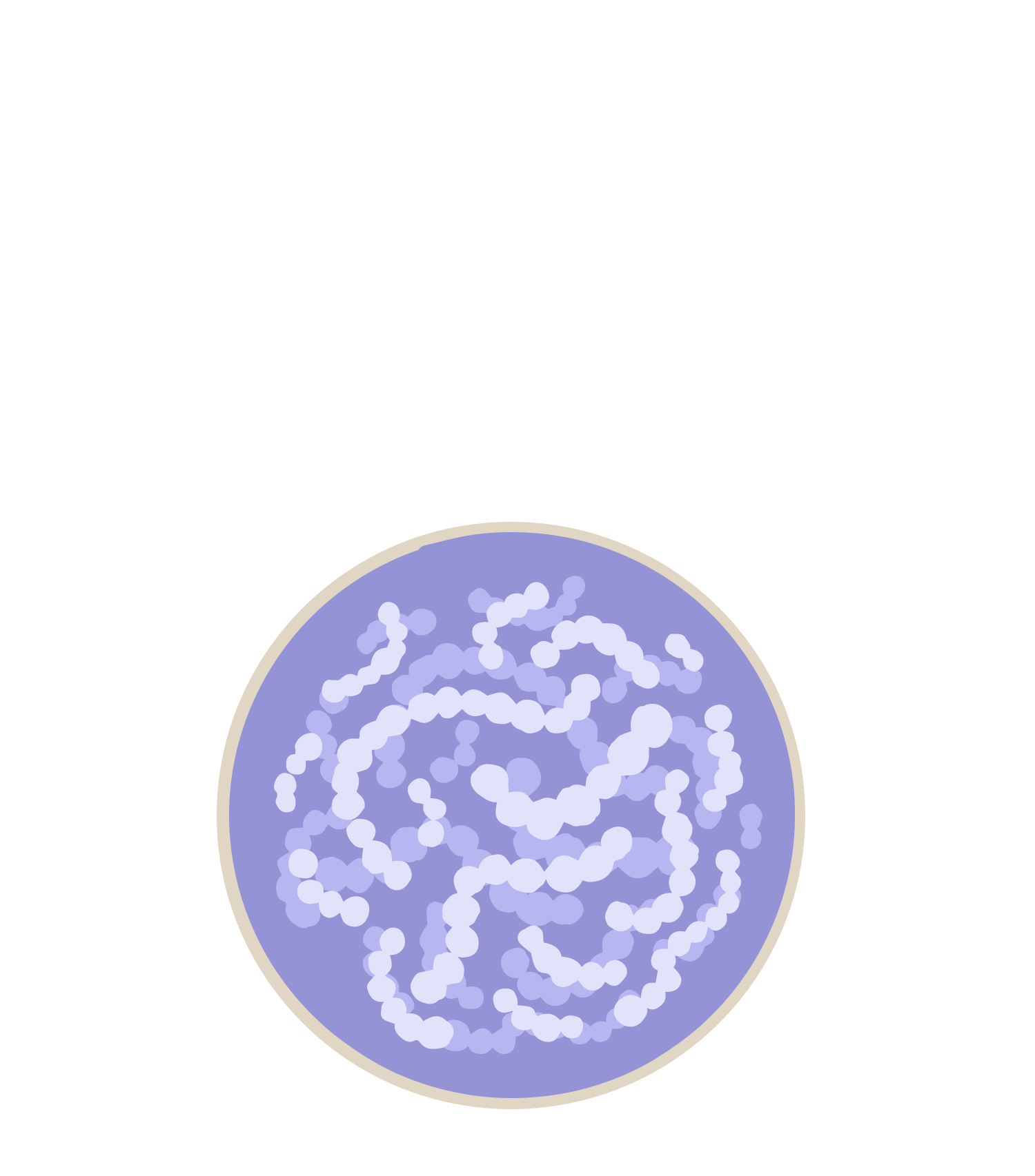 Bifidobacterium longum