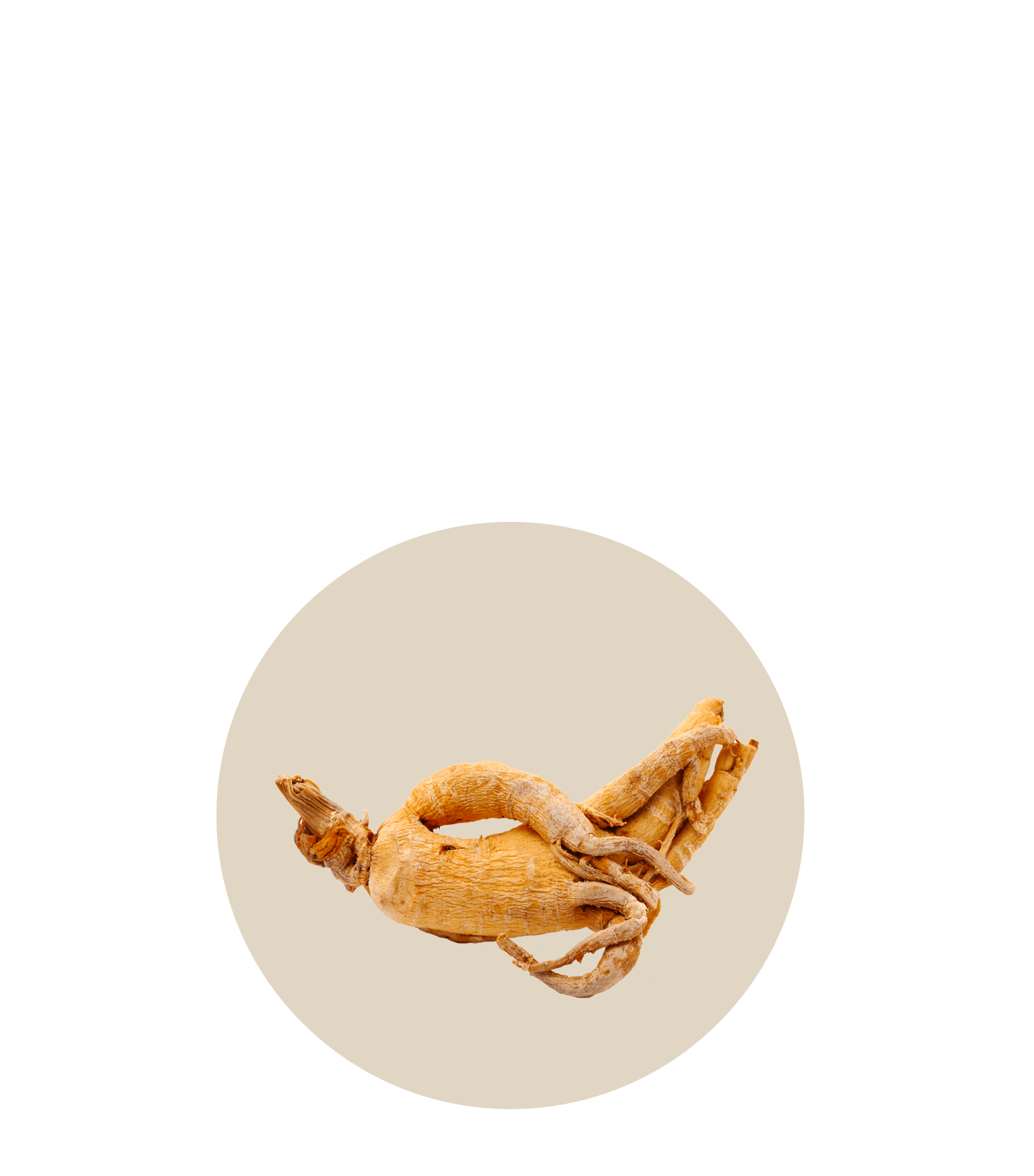 Dried ginseng root, an essential ingredient in Oh La La recipes, showcasing its unique shape and natural texture.