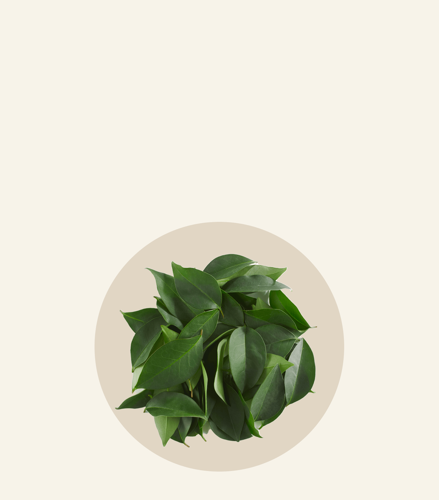 Fresh green leaves arranged in a circular layout, showcasing essential Oh La La ingredients for cooking.