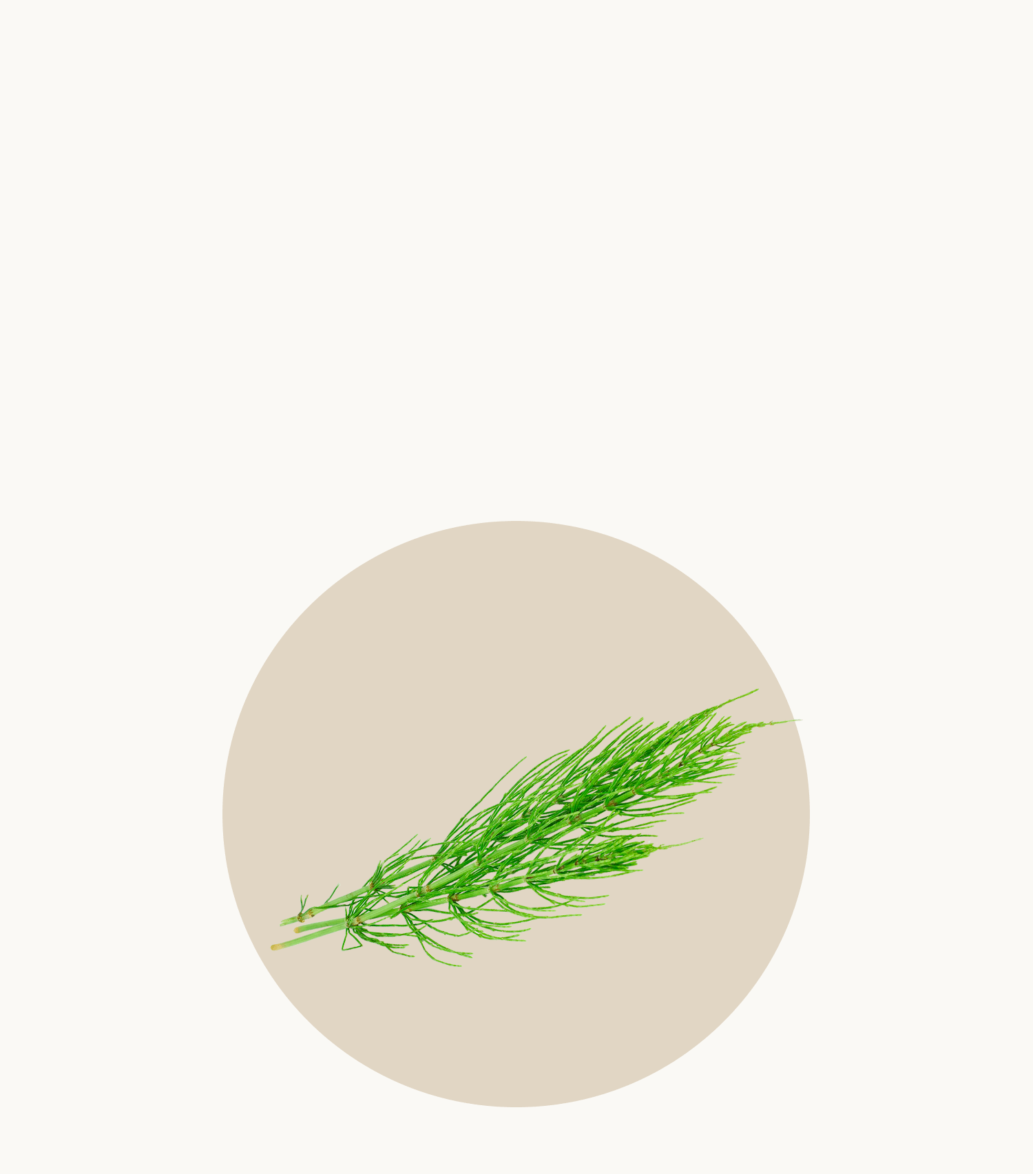 Horsetail Reneva menopause