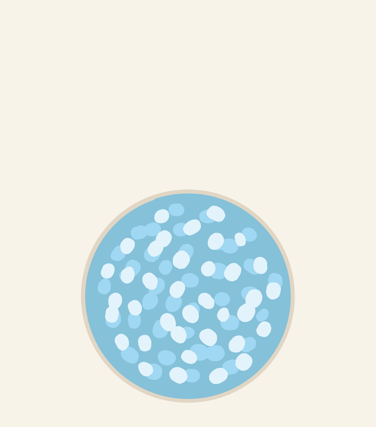 Streptococcus thermophilus